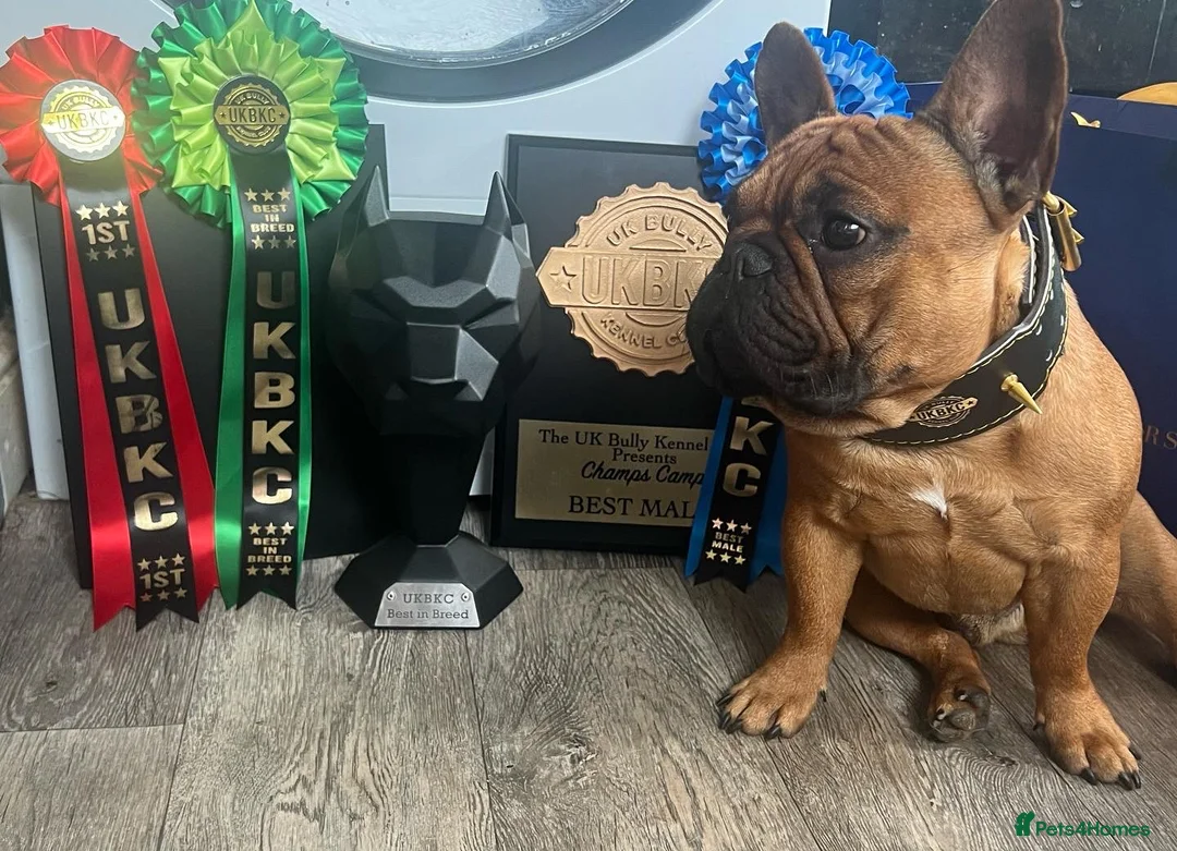 French Bulldog dogs for stud: 💥3x Ch Rocky of Empire OB UK💥FBCE Silver Tested in Doncaster - Advert 16