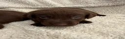 Labrador Retriever dogs for sale: Chocolate Labrador Puppies - Advert 7