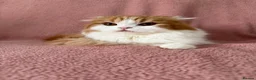 Ragdoll cats for sale: Beautiful Scottish Fold & Ragdoll Doll Mix Kittens - Advert 12