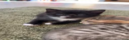 British Longhair cats for sale: 1 black and white long haired male  - Advert 5