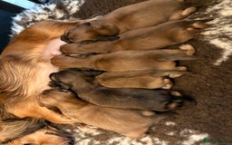 Miniature Dachshund dogs for sale: KC LONG HAIRED MINIATURE DACHSHUNDS🤍 - Image 14