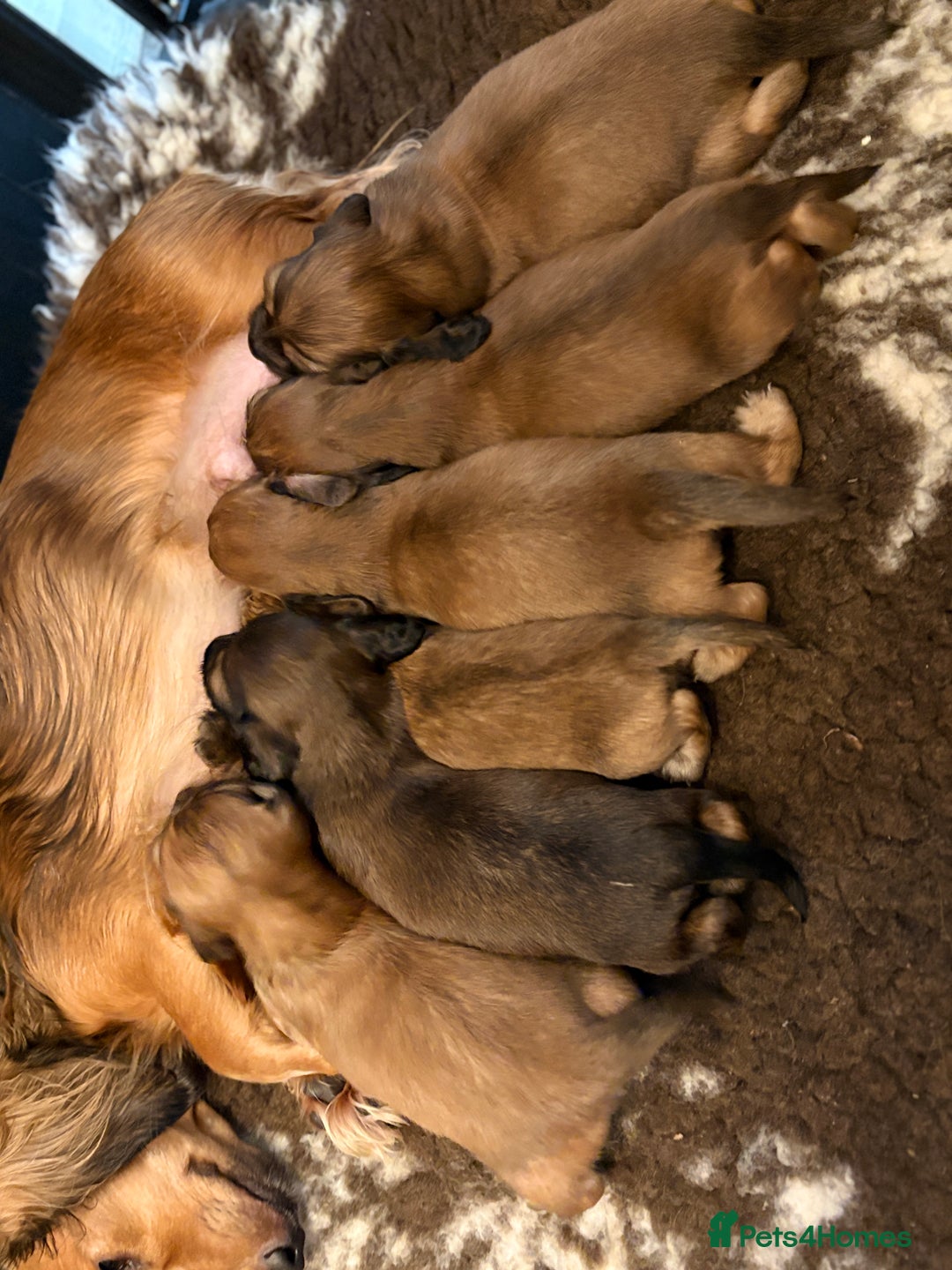 Miniature Dachshund dogs for sale: KC LONG HAIRED MINIATURE DACHSHUNDS🤍 - Image 14