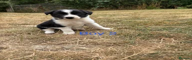 Border Collie boy 2