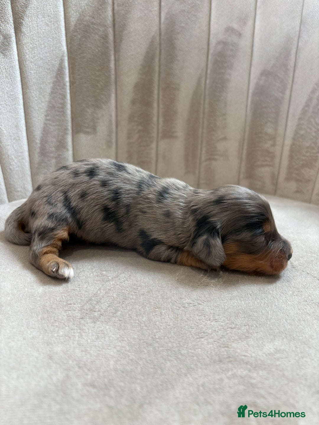 Miniature Dachshund dogs for sale: Gorgeous Long &short haired mini dachshund puppies - Image 38