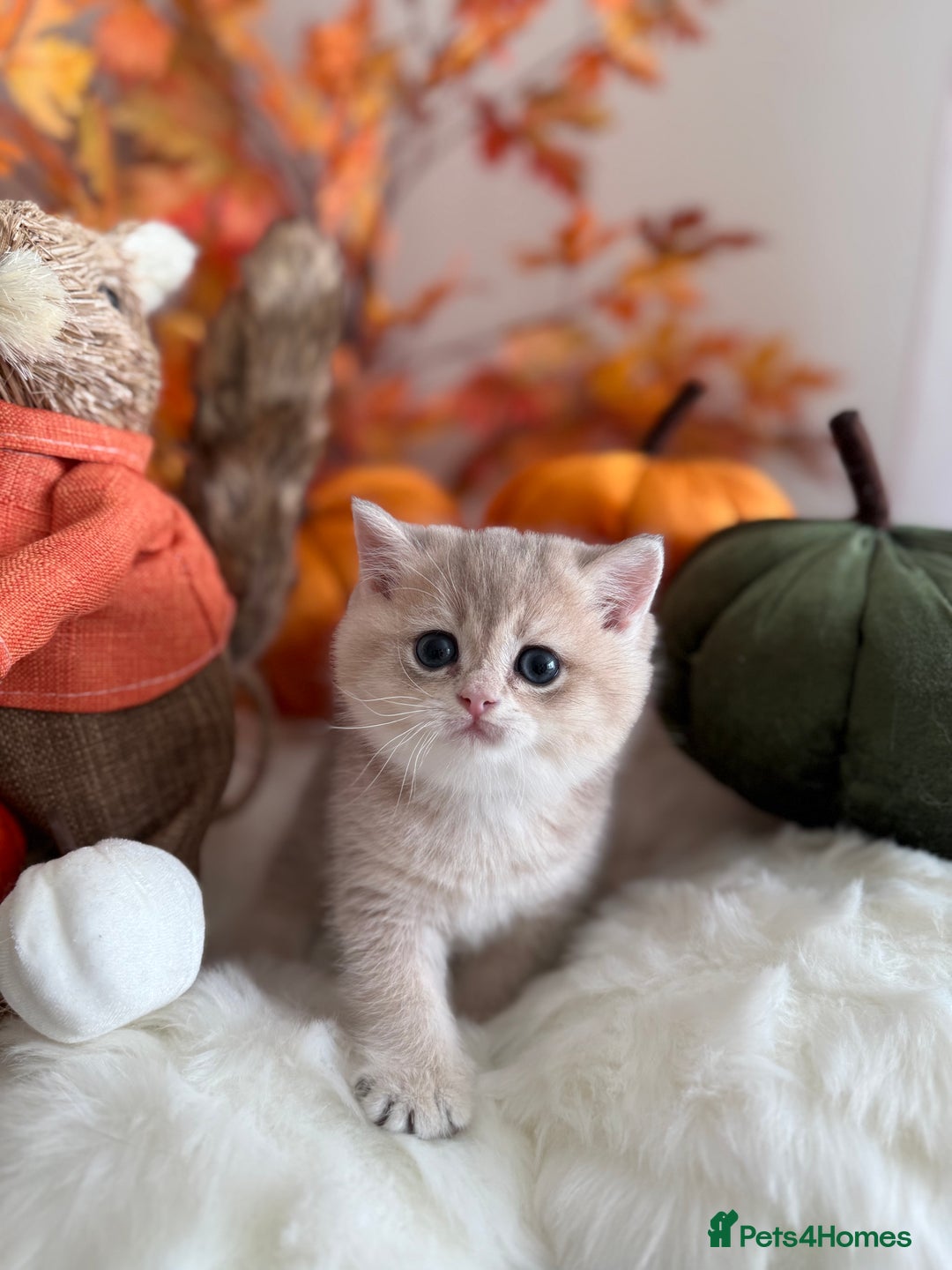British Shorthair cats for sale: Blue Golden British Shorthair - Image 6