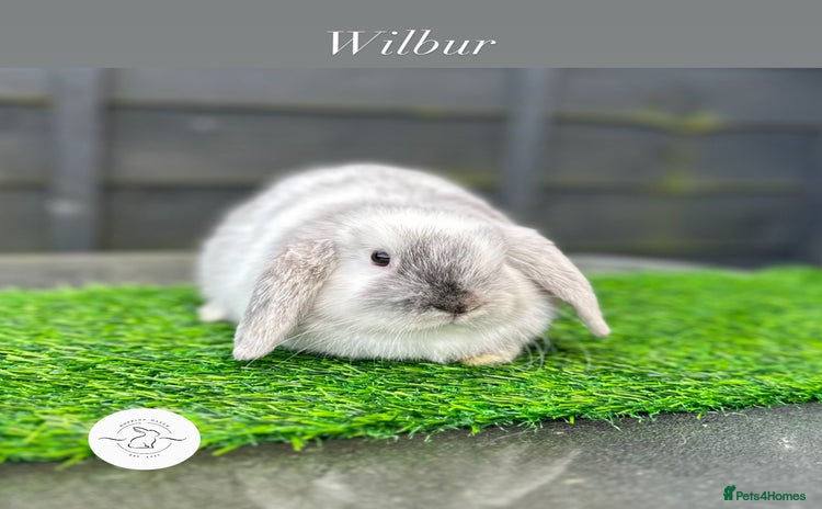 Mini Lop rabbits Adult buns looking for forever homes - Advert 2