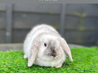 Mini Lop rabbits Adult buns looking for forever homes - Advert 2