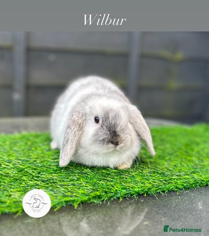 Mini Lop rabbits Adult buns looking for forever homes - Advert 2
