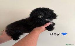 Poochon dogs for sale: Poochon puppies - Image 8