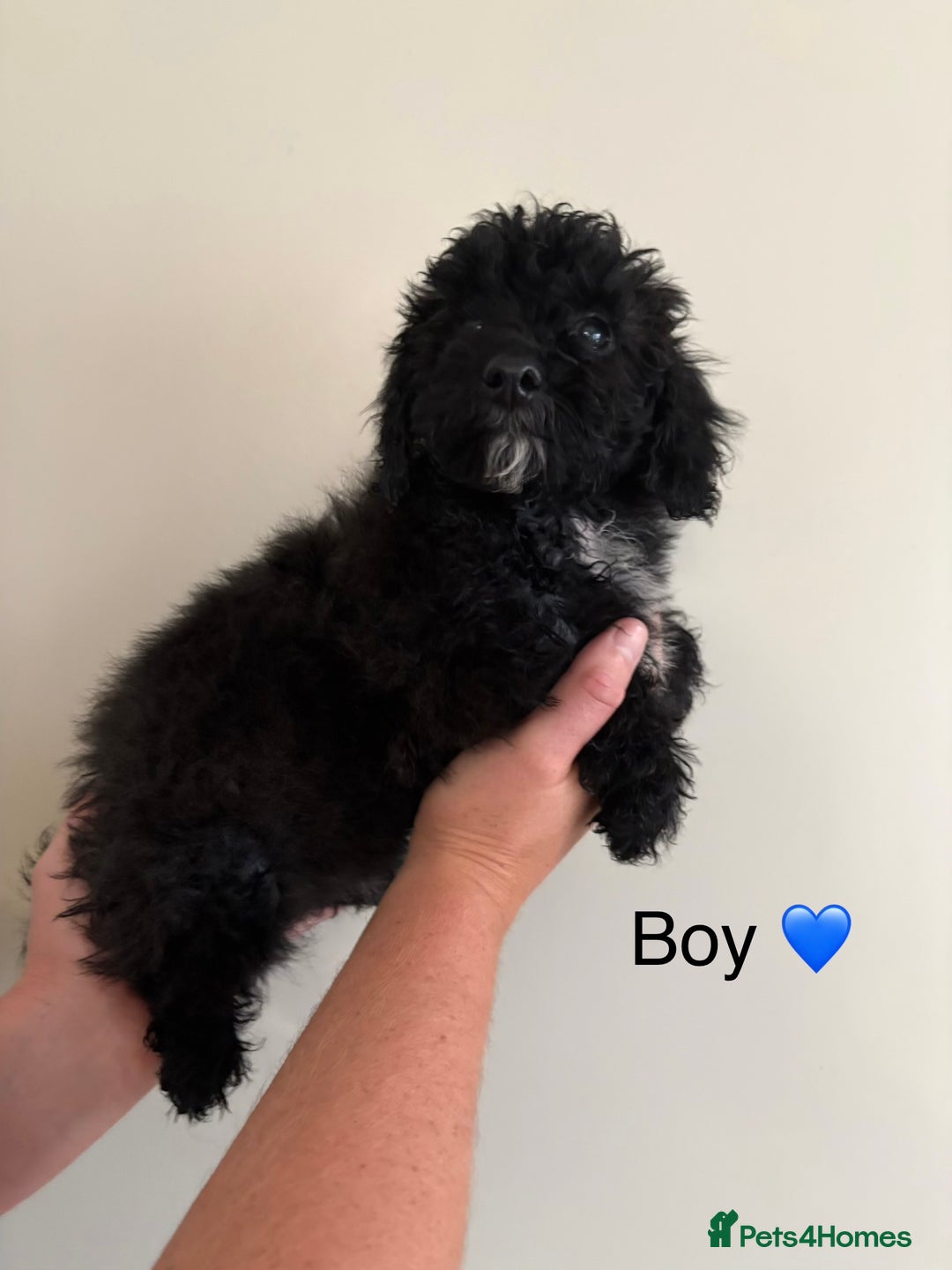 Poochon dogs for sale: Poochon puppies - Image 8