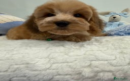 Cockapoo dogs for sale: Stunning sable, roan, parti f1. Full dna clear  - Image 6