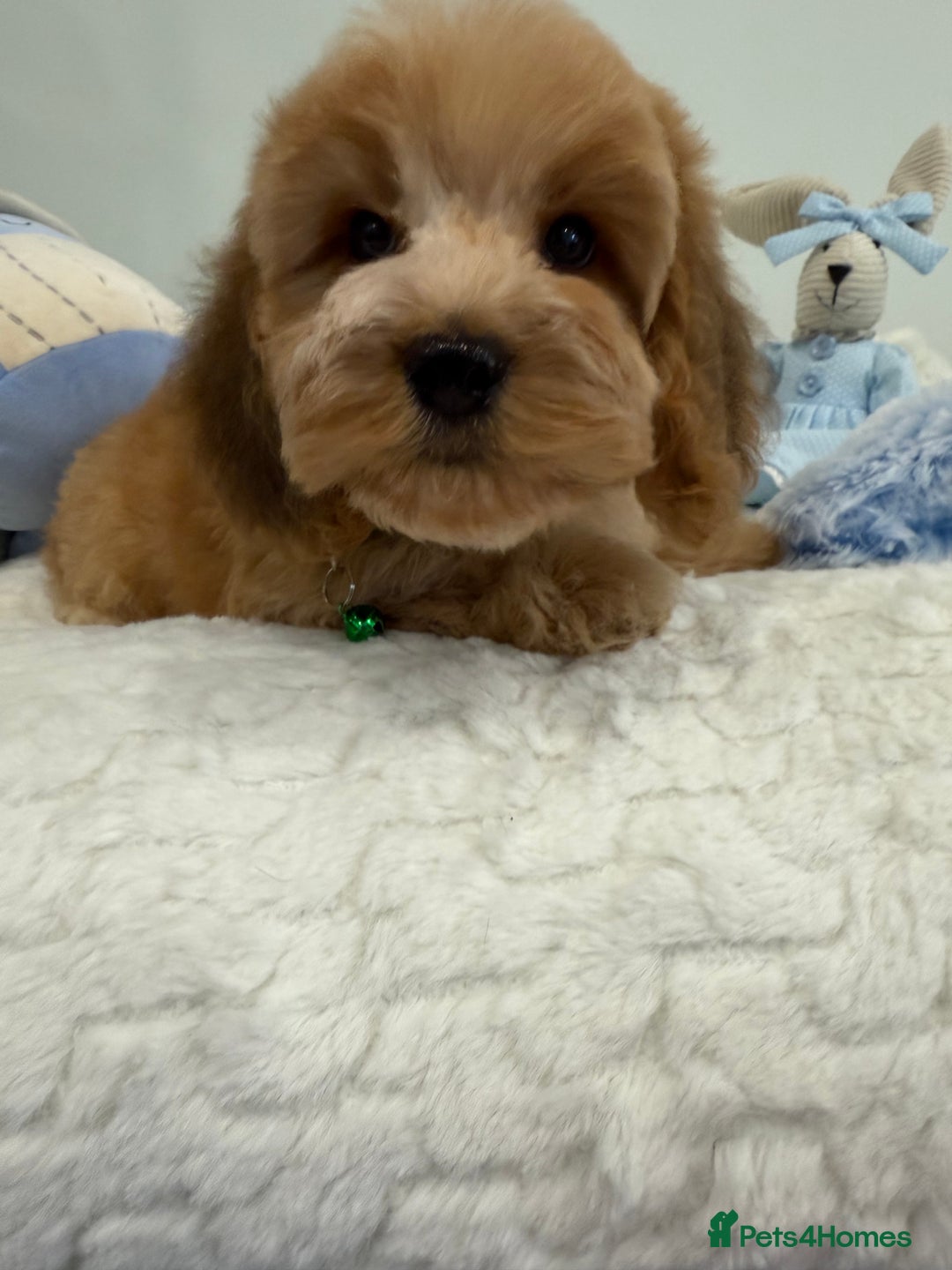 Cockapoo dogs for sale: Stunning sable, roan, parti f1. Full dna clear  - Image 6