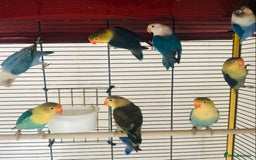 Lovebirds birds for sale: Beautiful lovebirds for sale. - Image 15