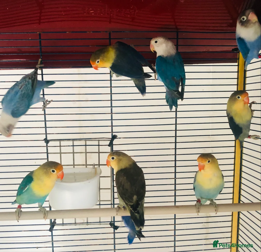 Lovebirds birds for sale: Beautiful lovebirds for sale. - Advert 12