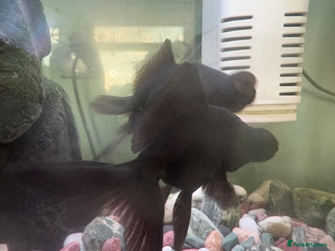 Goldfish fish for sale: Black Moore  in Edinburgh - Advert 4