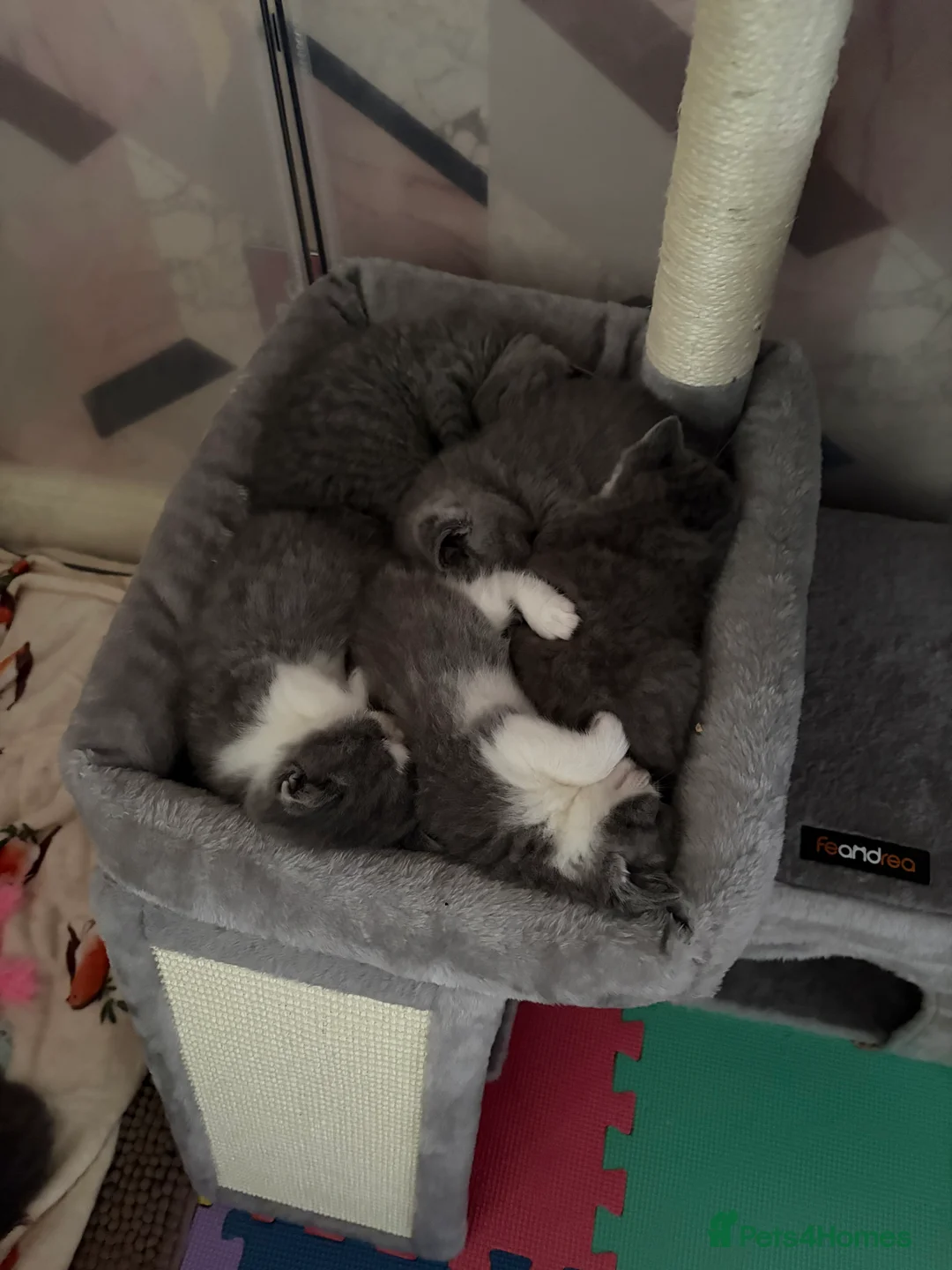 British Shorthair cats for sale: British Shorthair Boys - Advert 6
