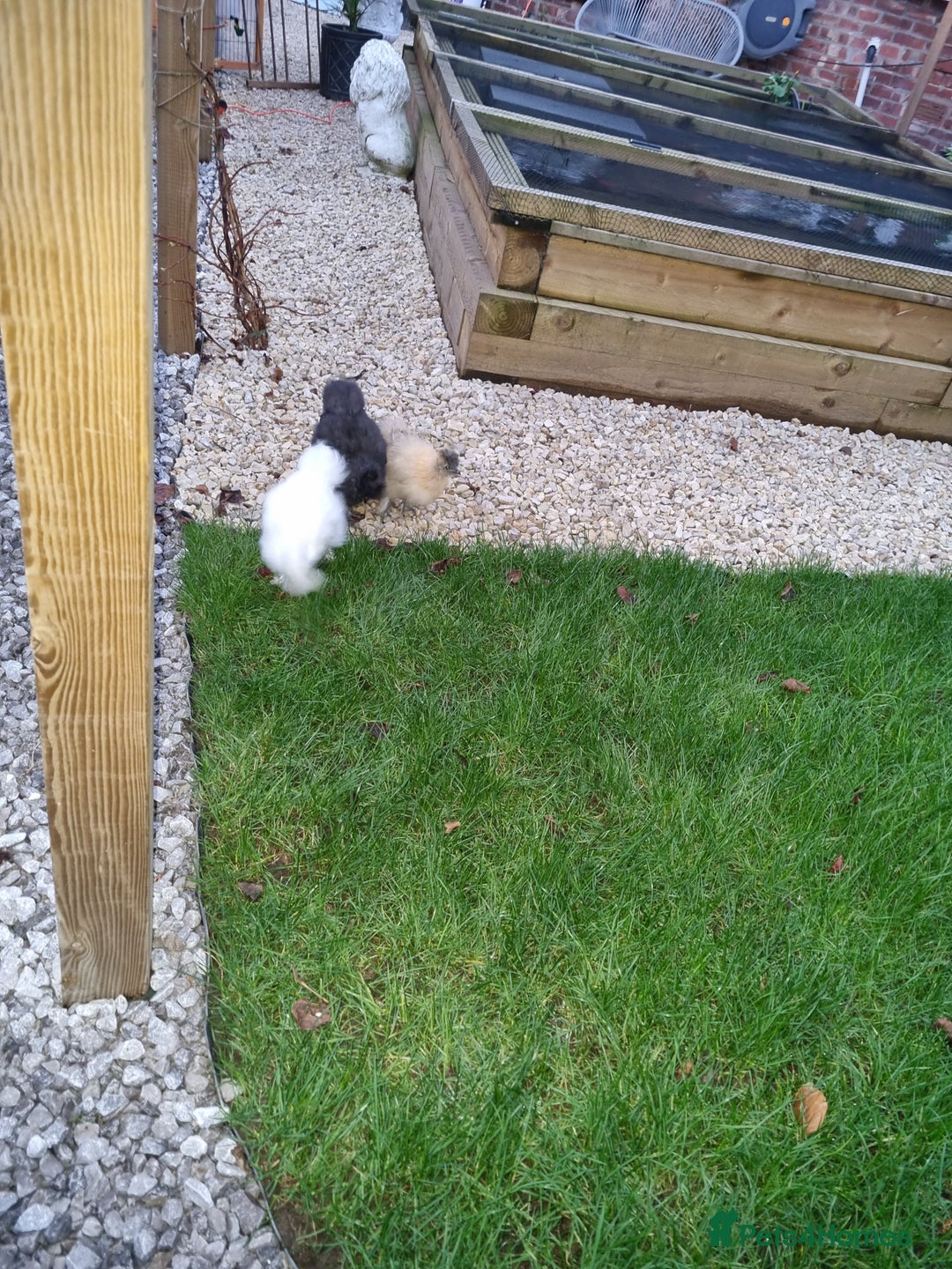 Chickens poultry for sale: Silkie/bantam  - Advert 1