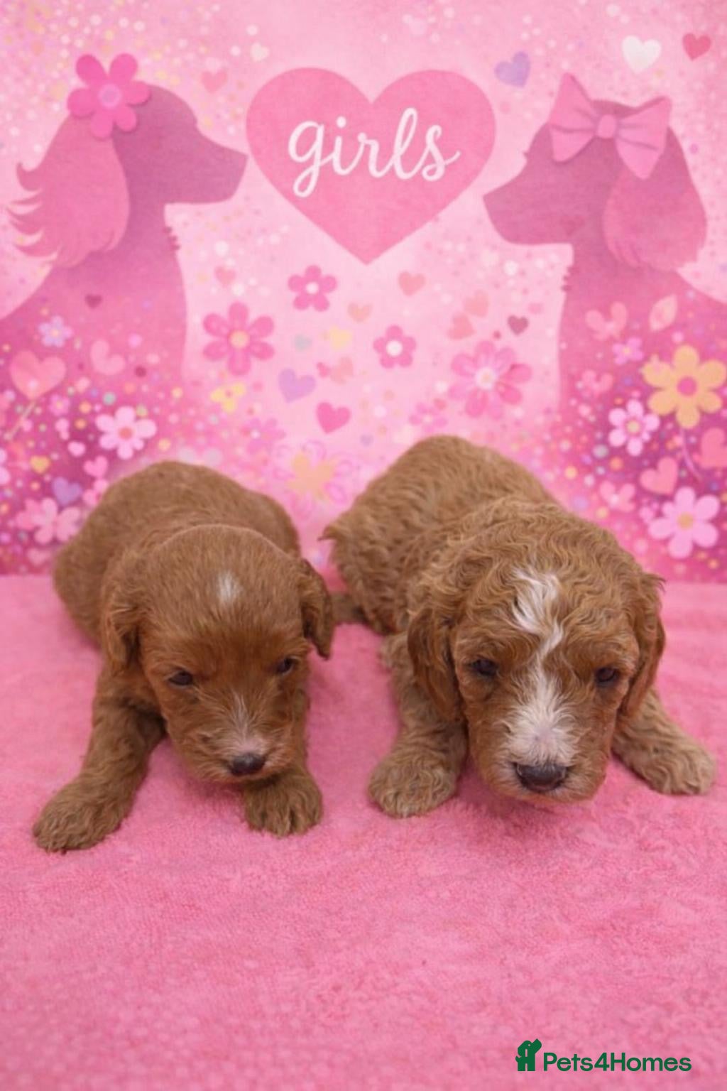 Cavapoo dogs Beautiful F1b Cavapoo's Health Tested Parents - Advert 6