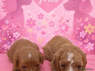 Cavapoo dogs Beautiful F1b Cavapoo's Health Tested Parents - Advert 6