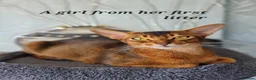 Abyssinian cats for sale: One beautiful Abyssinian boy - Advert 25