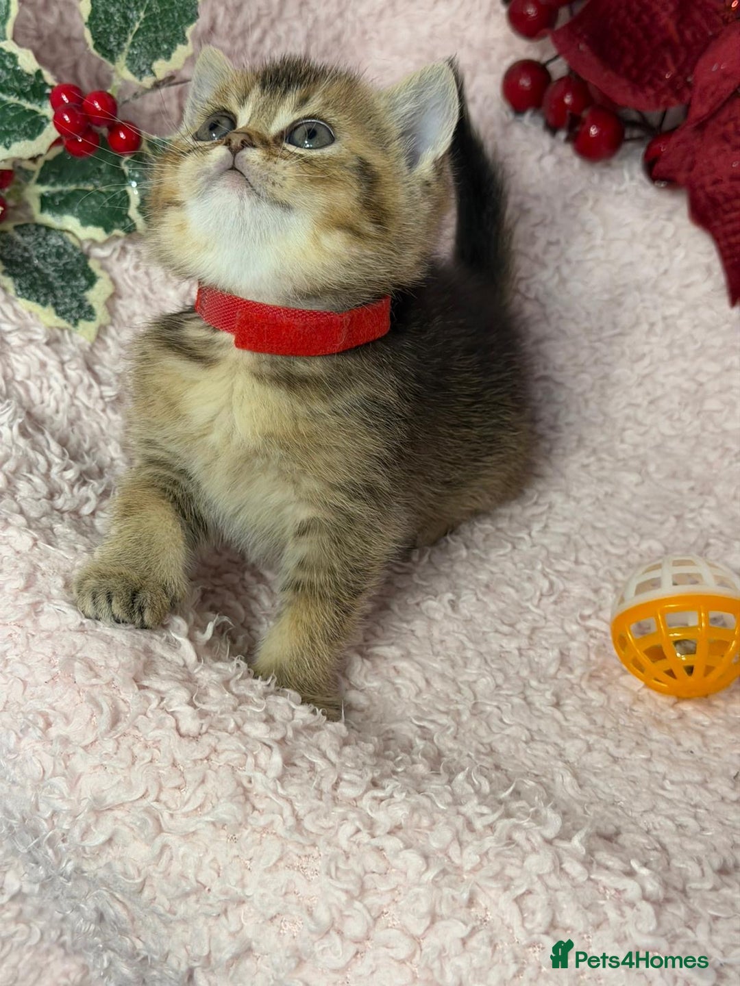 British Shorthair cats for sale: ⭐️Stunning BSH kittens GCCF registered ⭐️ - Advert 16