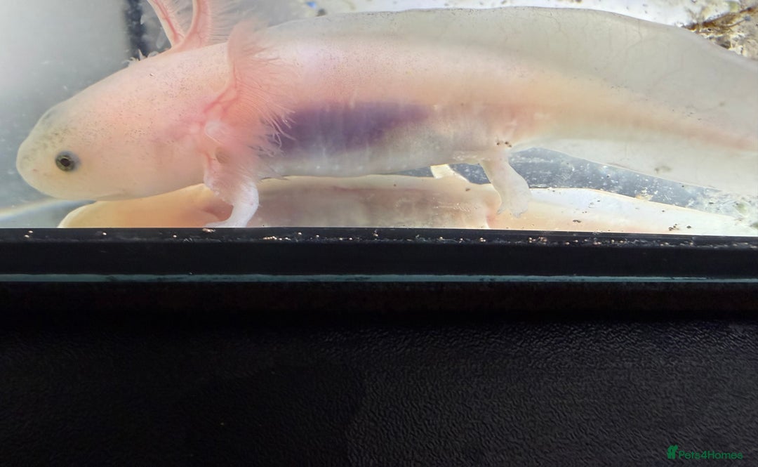 Axolotl reptiles for sale: Axolotl - Advert 19