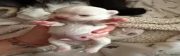 Chihuahua dogs for sale: Beautiful Chihuahua Boys 🐾 - Advert 8
