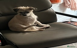 Mixed Breed dogs for sale: Jack Russell/ Chihuahua - Image 1