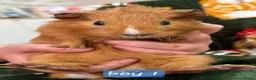 Guinea Pig rodents for sale: Young guinea pigs - Advert 3