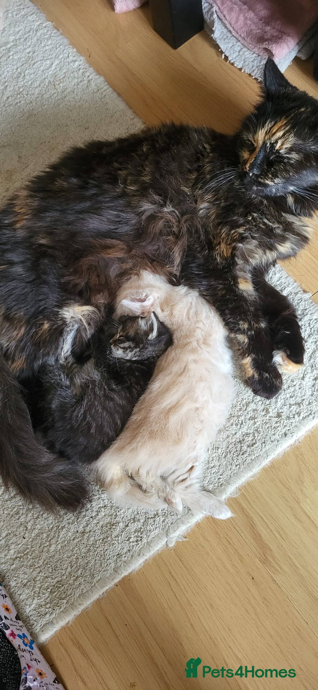 Siberian cats for sale: 9 beautiful Siberian kittens  - Image 15