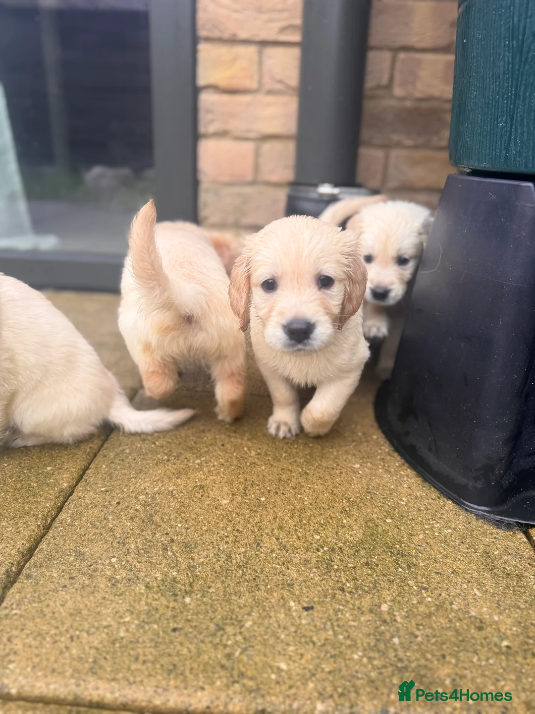 Golden Retriever dogs for sale: KC Champion Line Golden Retriever puppies💗💙 - Advert 21