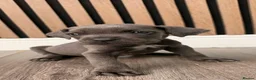 Cane Corso dogs for sale: Full Cane Corso Puppies -Blue/Grey & Black & White - Advert 5