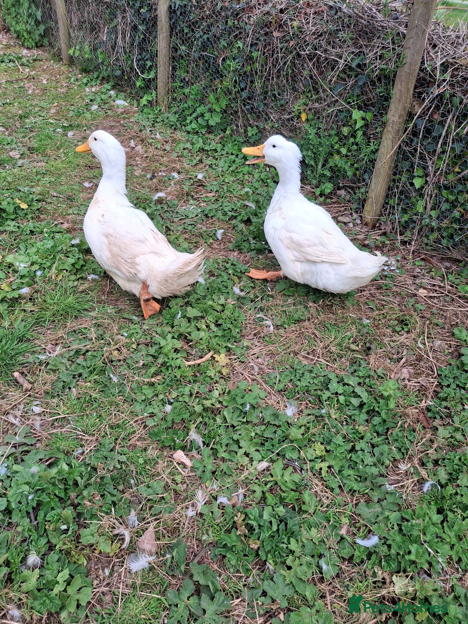 Ducks poultry 2 x aylesbury cross drakes for sale - Advert 4