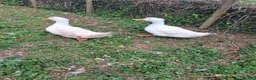 Ducks poultry for sale: 2 x aylesbury cross drakes for sale in Tiverton - Advert 1