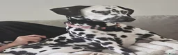Dalmatian dogs for sale: Beautiful 8MonthOld Female Dalmatian - Advert 1