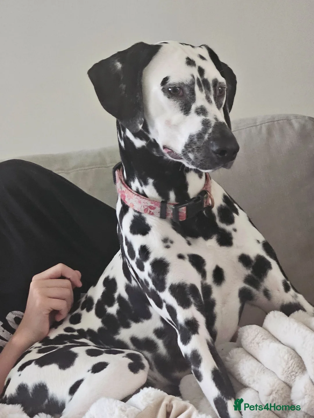 Dalmatian dogs for sale: Beautiful 8MonthOld Female Dalmatian - Advert 1