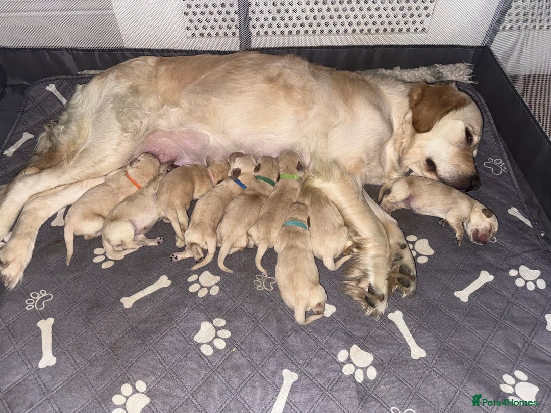 Goldador dogs for sale: 8 beautiful golden retriever x red lab puppies  - Advert 18