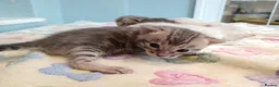 Bengal cats for sale: F6 TICA RG BENGALS  - Advert 23