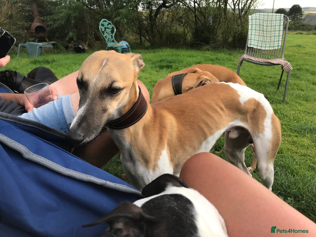 Whippet dogs for stud: Whippet Dog at Stud in Swadlincote - Image 1