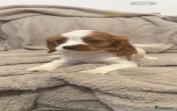 Cavalier King Charles Spaniel dogs for sale: Kennel club reg dna cavalier pups fully vaccine  - Image 4