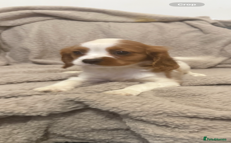 Cavalier King Charles Spaniel dogs - Advert 2