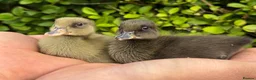 Ducks poultry for sale: Stunning pure bred Runner Ducks  - Advert 5