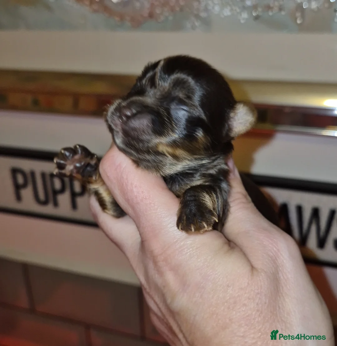 Yorkshire Terrier dogs for sale: REDUCED LAST 2 BOYS  - Advert 14