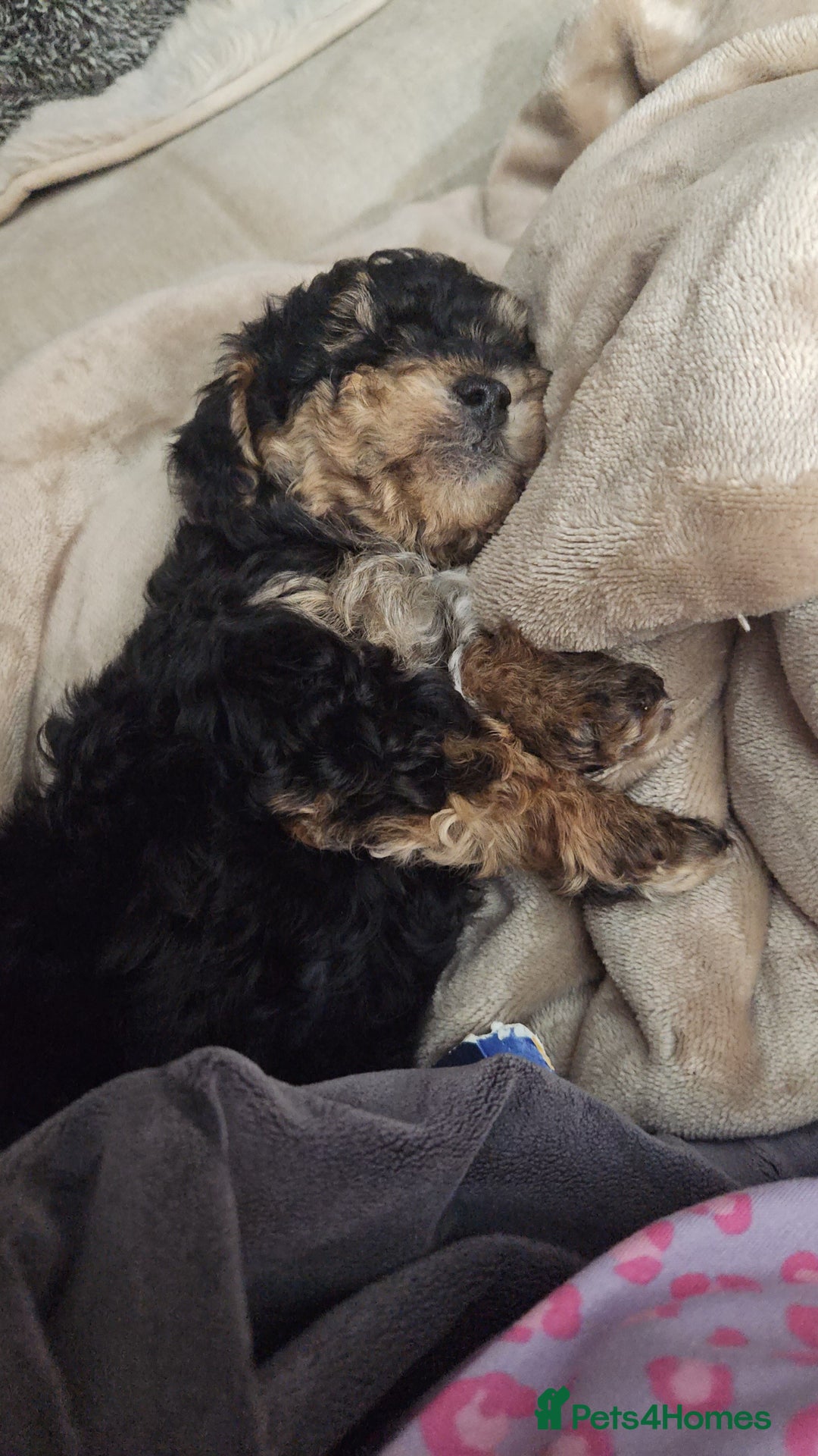 Maltipoo dogs for sale: Maltipoo  - Advert 4