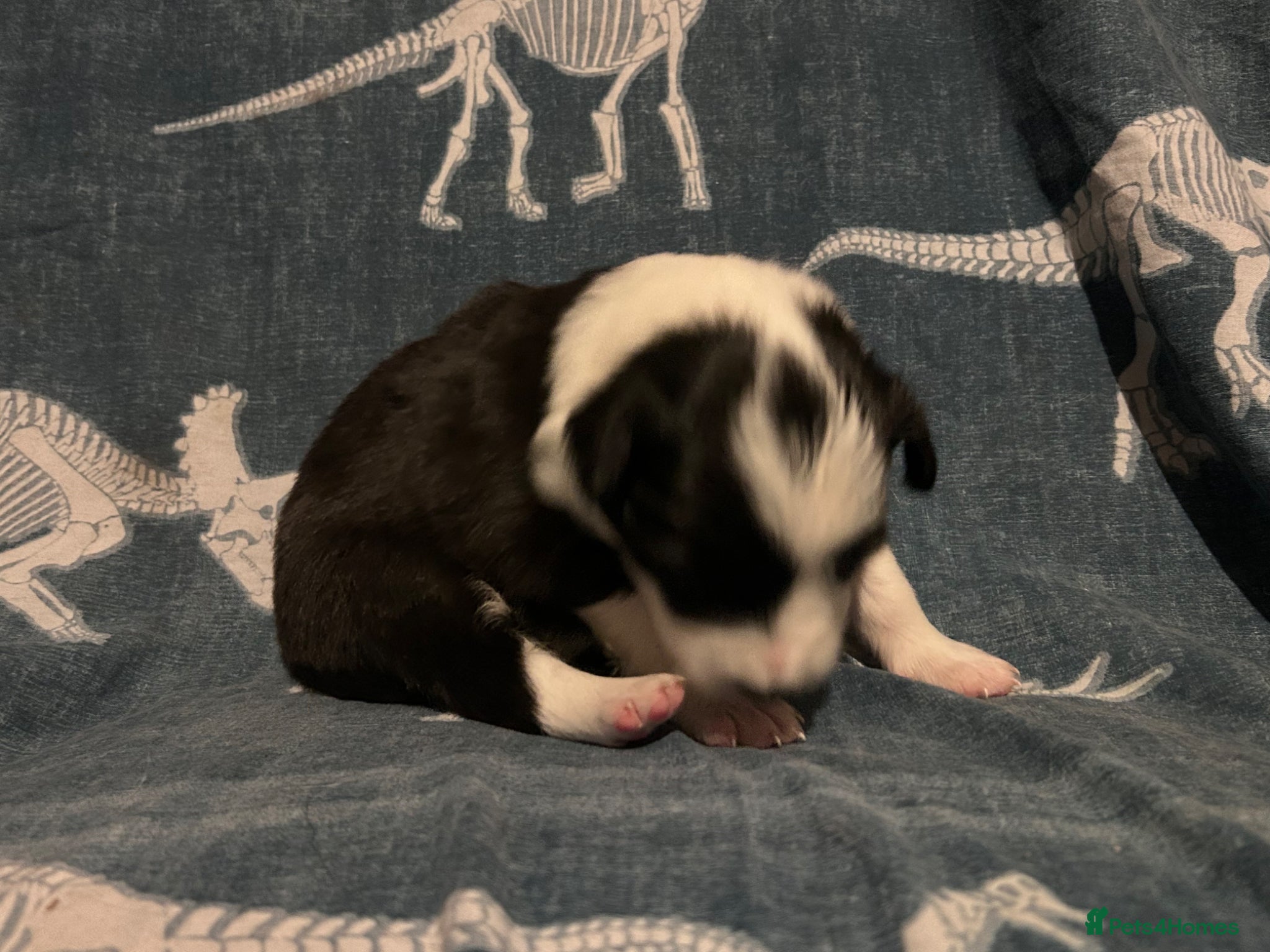 Border Collie dogs for sale: 1 health tested boy left - Advert 22