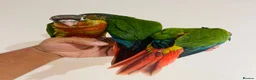 Conures birds for sale: Conure for sale - hand reared babies  in Milton Keynes - Advert 6