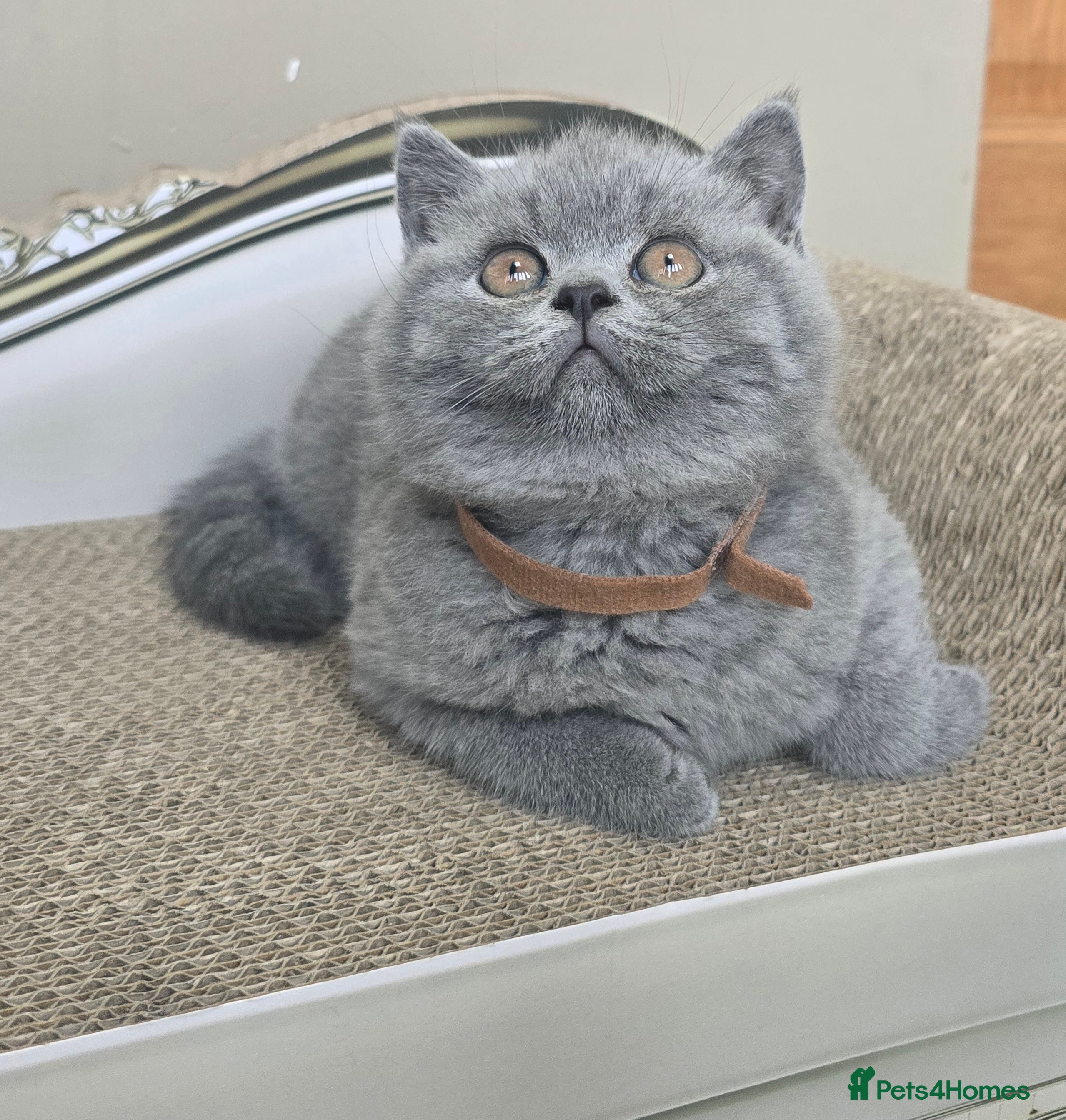 British Shorthair cats Adorable British Shorthair Kittens  - Advert 9