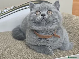 British Shorthair cats Adorable British Shorthair Kittens - Advert 9