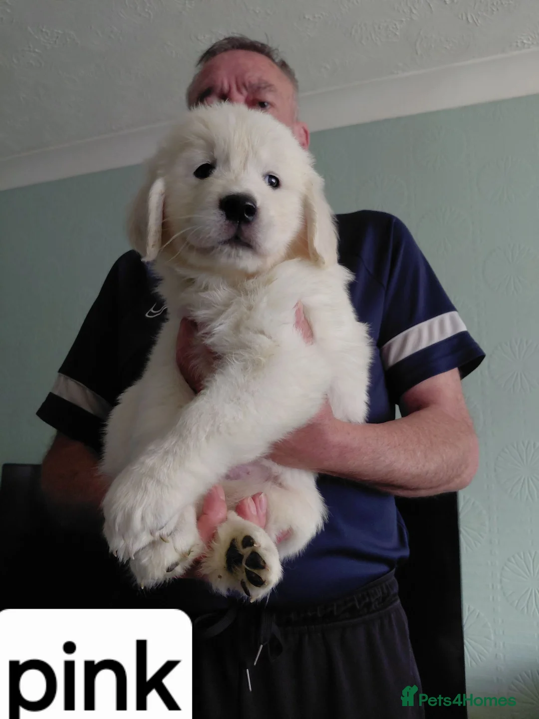 Golden Retriever dogs for sale:  ONLY 2 males left!!! Golden Retriever pups - Advert 1