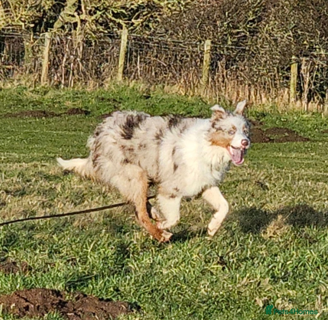 Border Collie dogs for sale: Lilac merle tri border collie pup - Advert 5